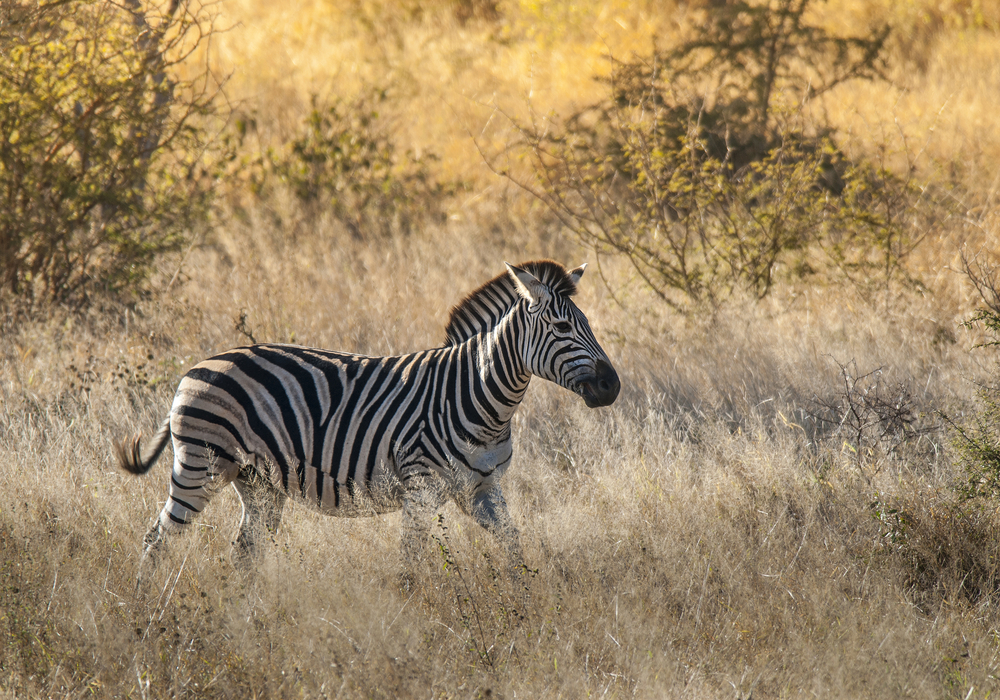 Zebra in natuur